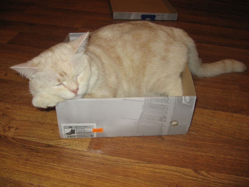 Бежевый кот спит в коробке