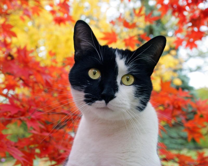 Черно-белая кошка на фоне осени