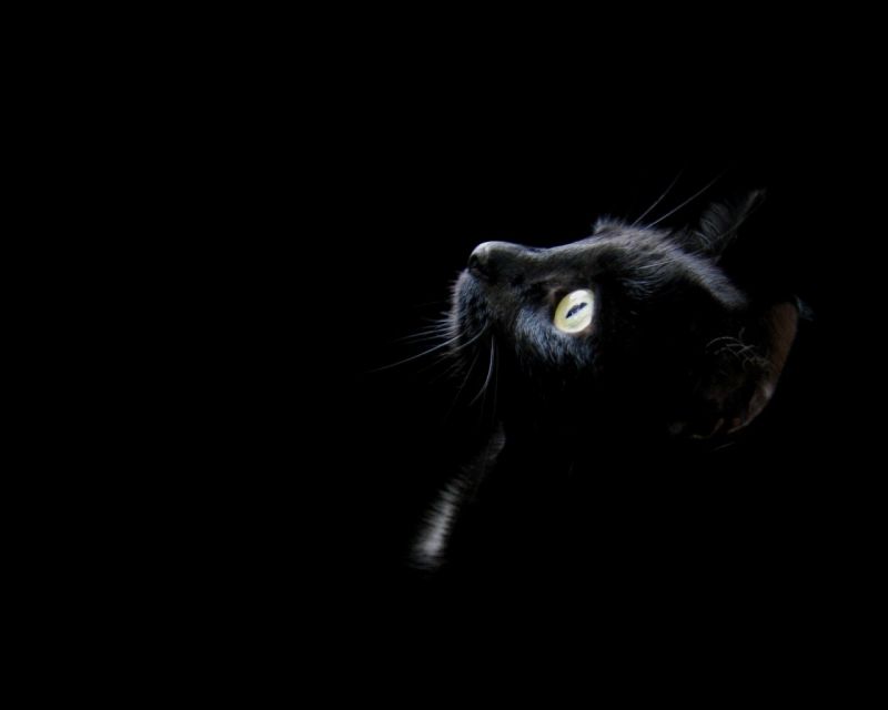 Чёрная кошка на тёмном фоне