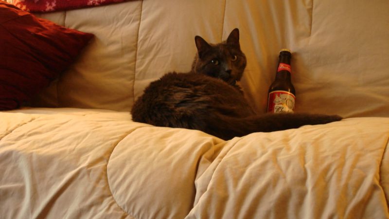 Чёрный кот на диване с пивом