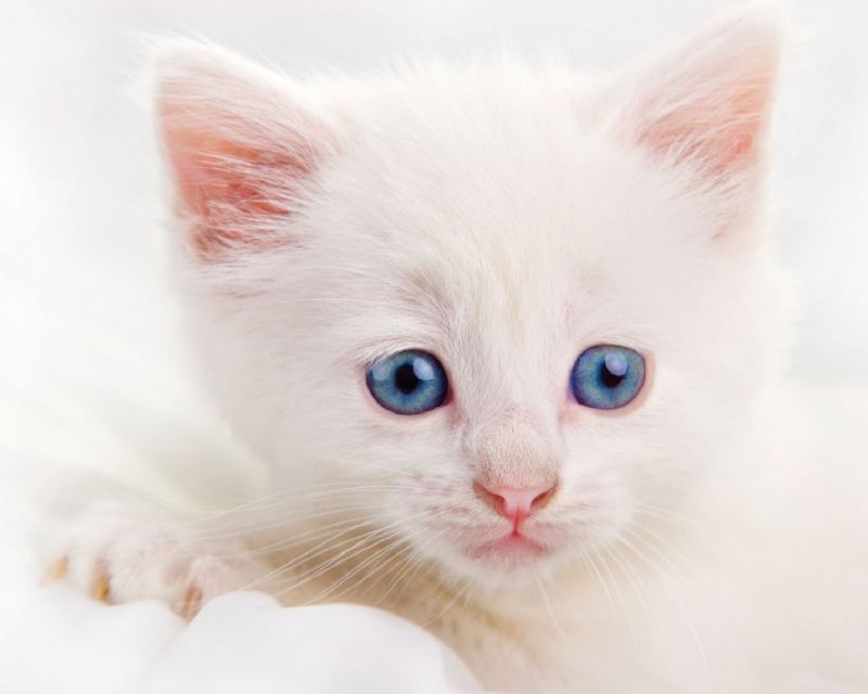 Грустный белый котёнок с голубыми глазами
