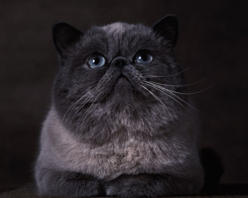 Кот экзот с плоской мордой и синими глазами