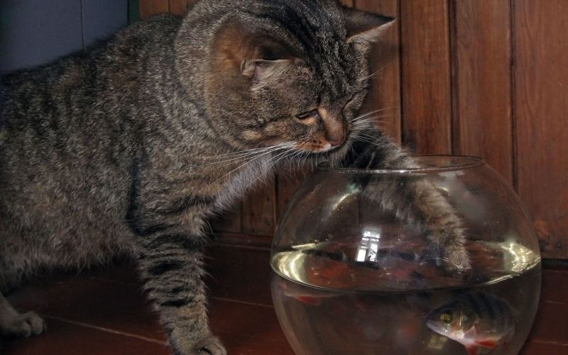 Кот лезет лапой в аквариум с рыбкой