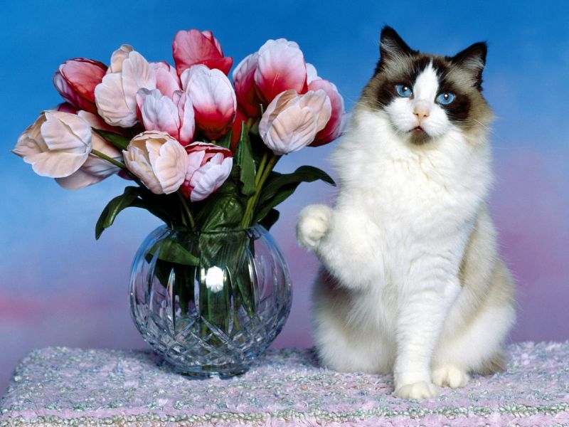Кот на столе с вазой цветов