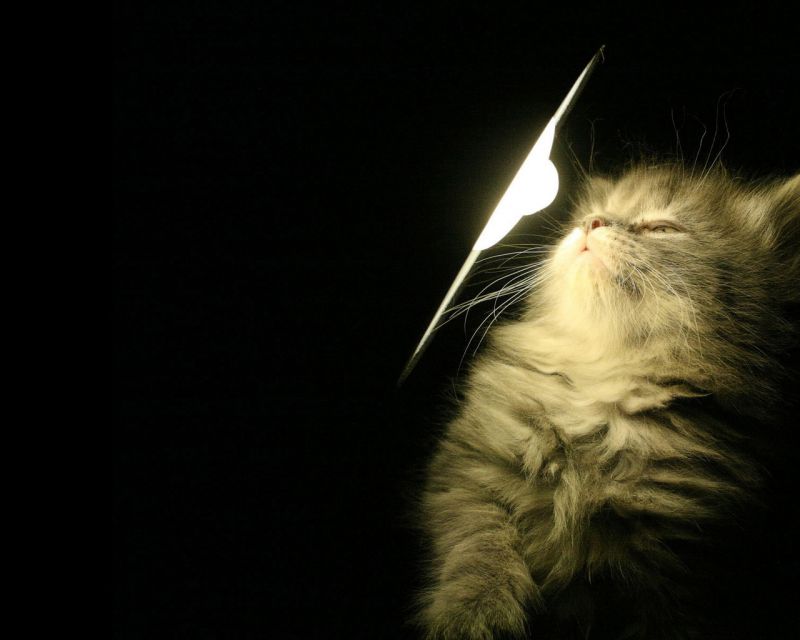 Котёнок смотрит на лампочку