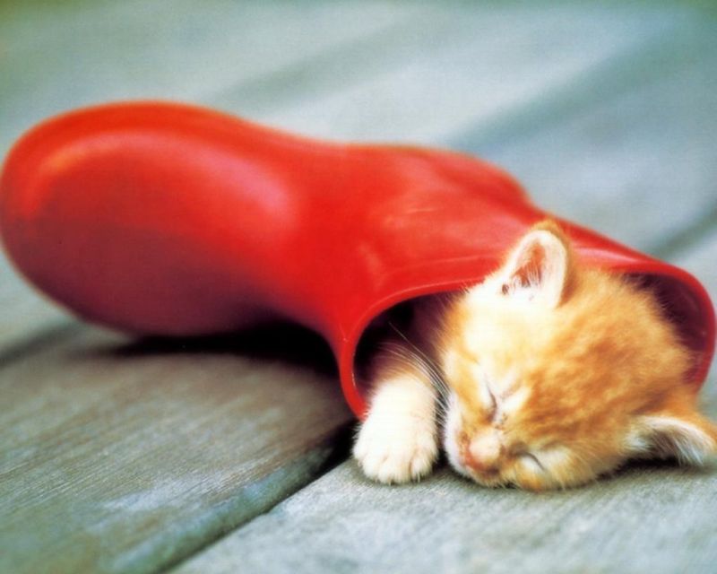 Котёнок в красном сапоге