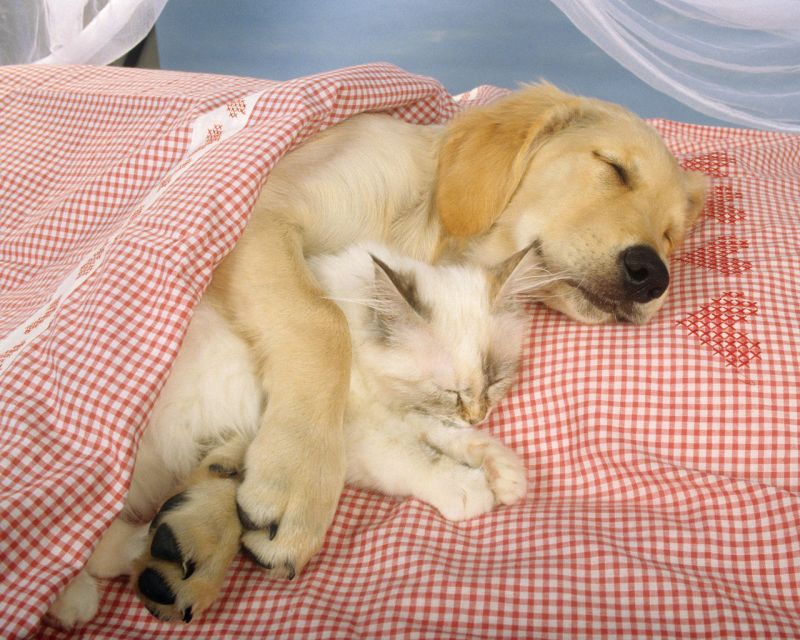 Лабрадор спит с кошкой под одеялом