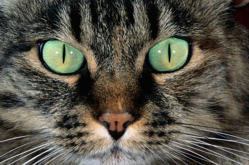 Морда полосатого кота с яркими зелёными глазами и узкими зрачками