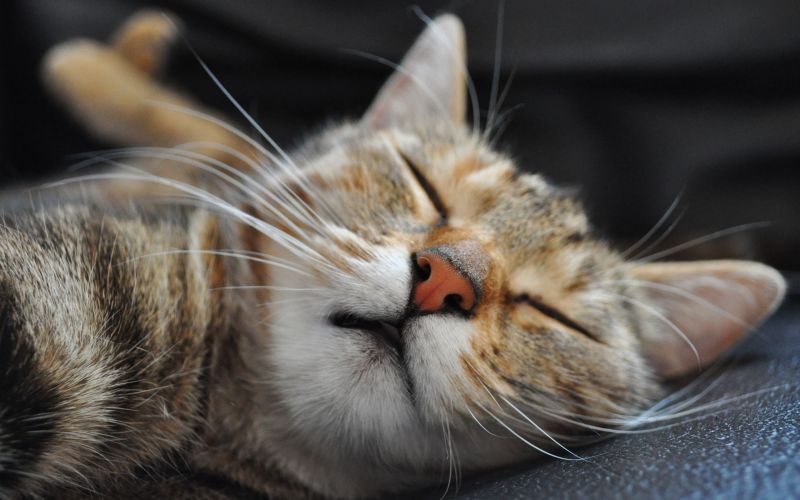 Полосатый кот спит