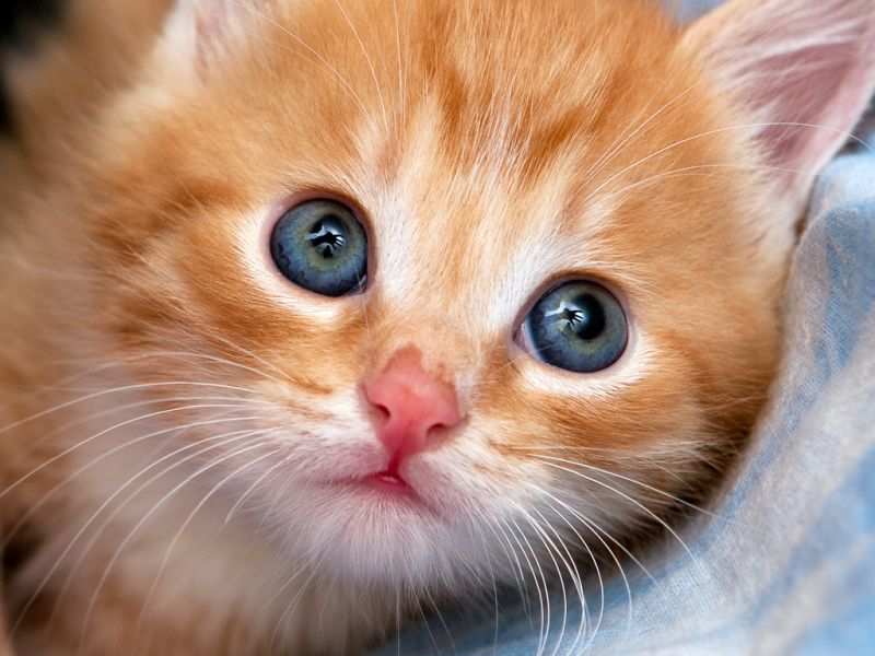 Рыжий котёнок с голубыми глазами