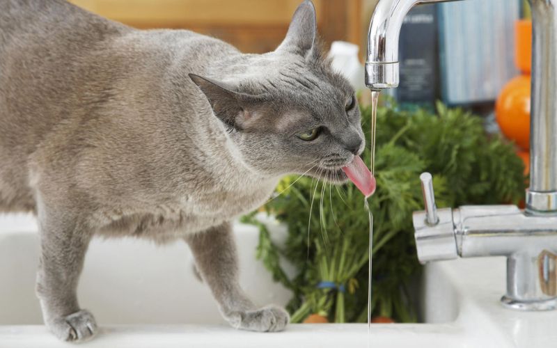 Серый кот пьёт воду из под крана