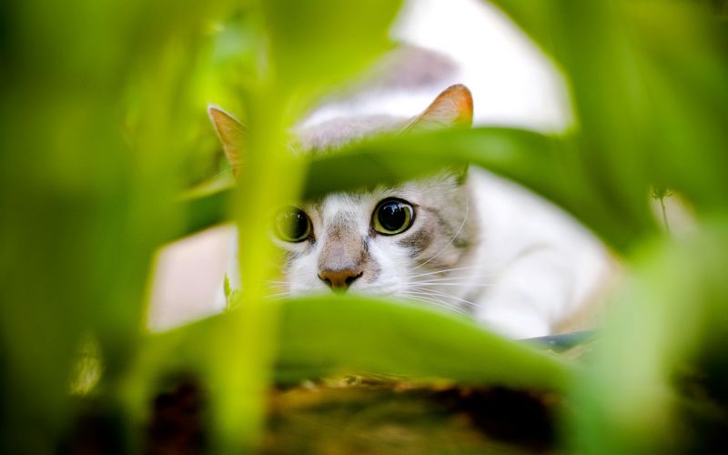 Серый кот спрятался в траве
