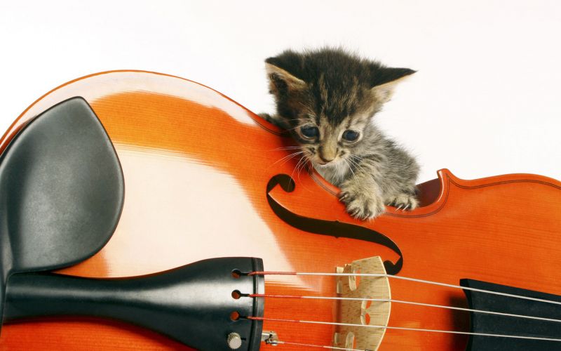Серый котёнок на скрипке