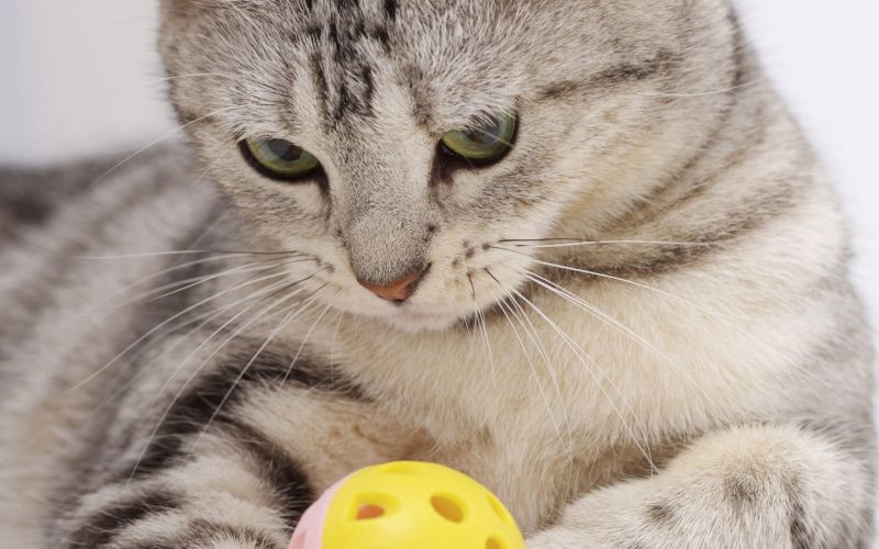 Серый полосатый кот играет с мячиком