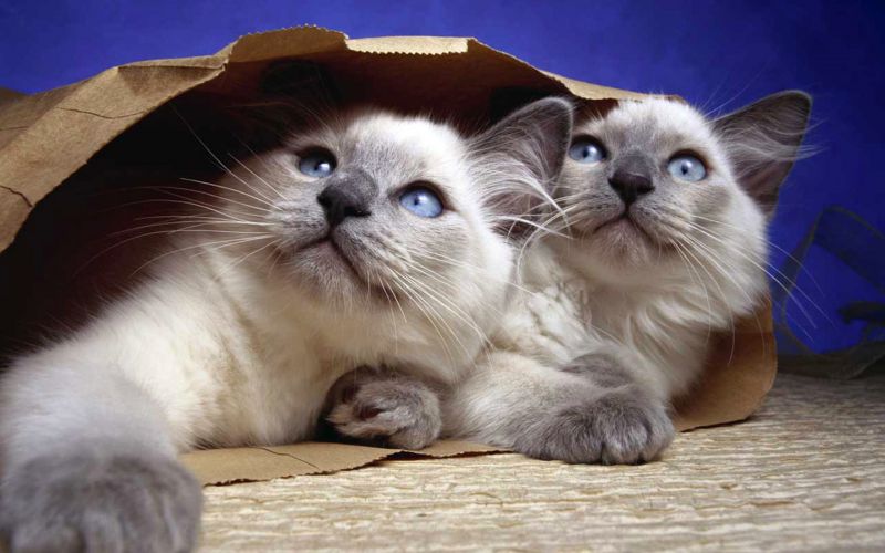 Сиамские котята в бумажном пакете