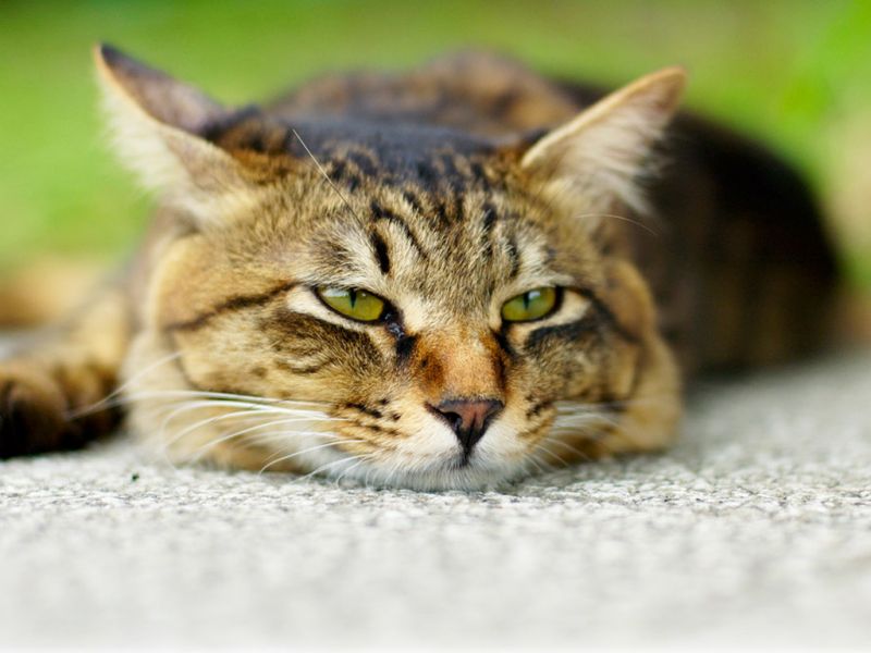Усталый кот с мохнатыми ушами