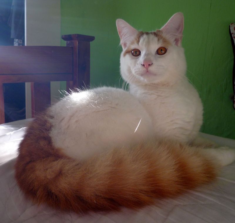 Белый кот с рыжим полосатым хвостом лежит на столе