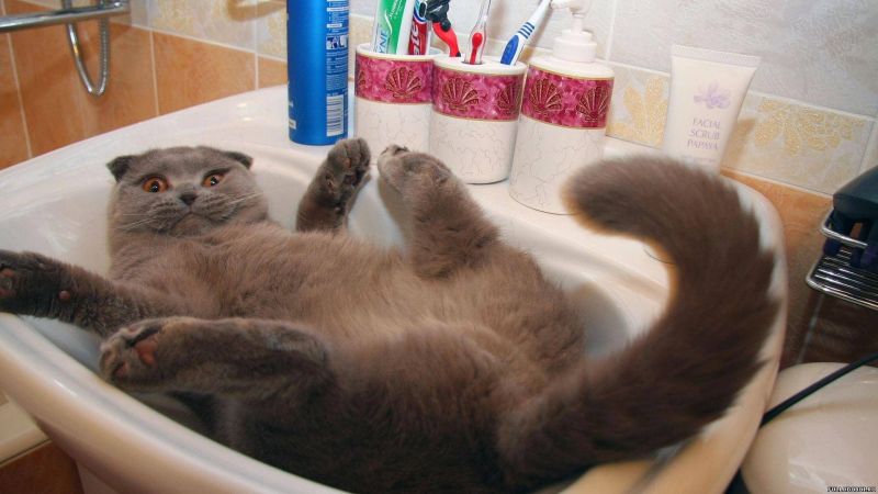 британский вислоухий кот лежит в раковине