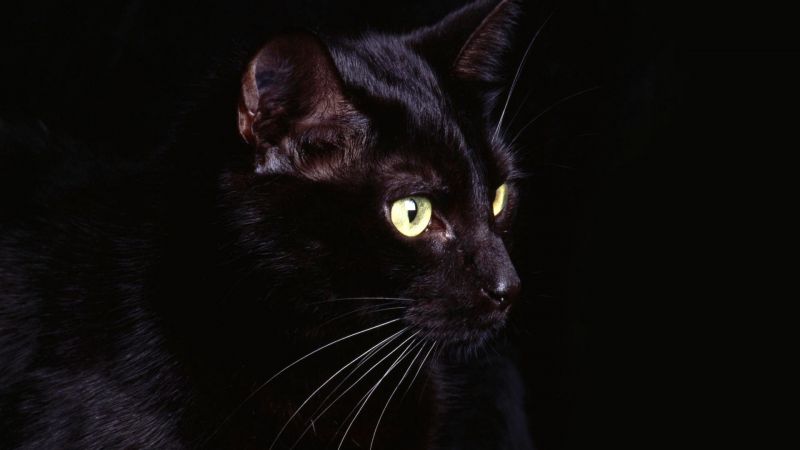 Чёрная кошка на тёмном фоне