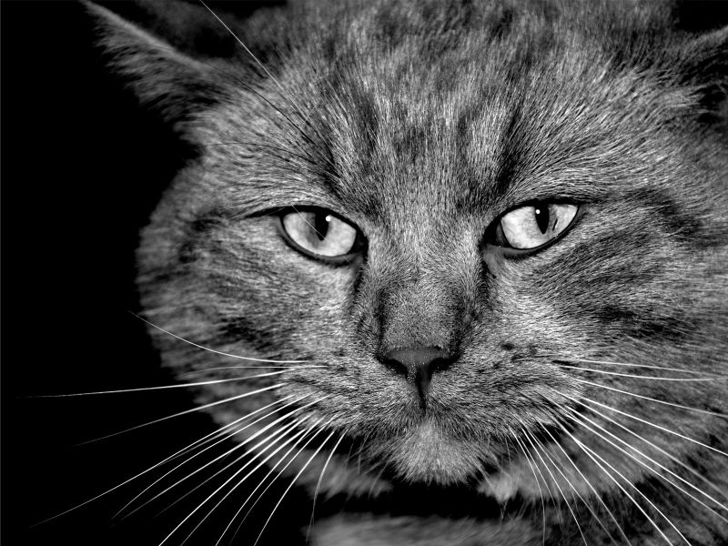 черно-белое фото: широкая морда кота