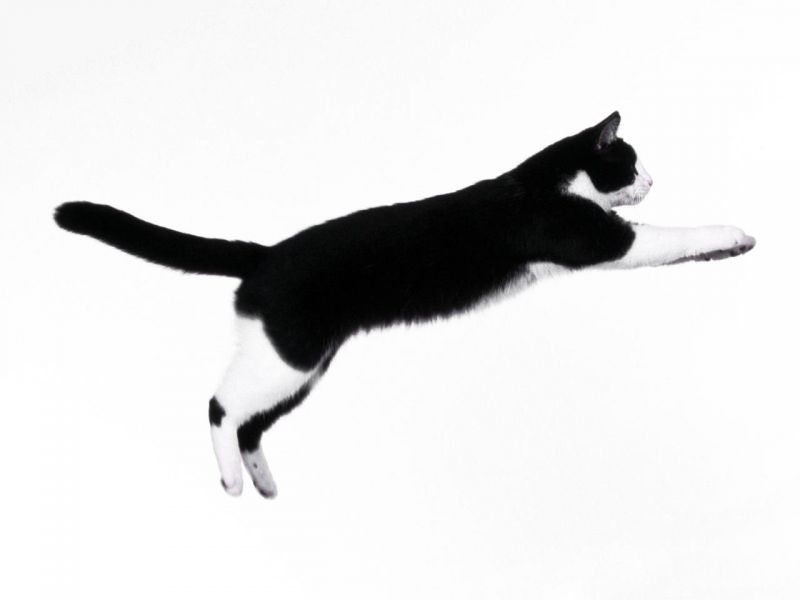 Черно-белый кот на белом фоне