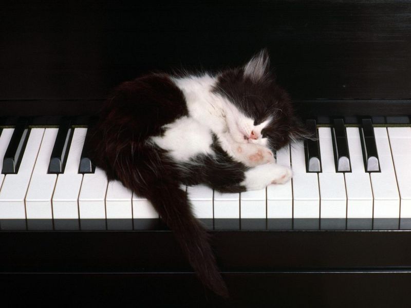 Черно-белый котенок спит на пианино