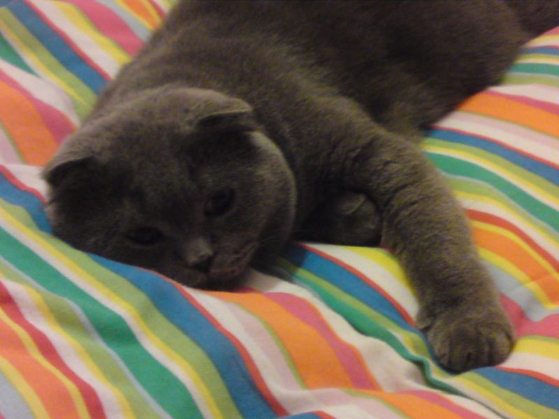 Черный британский кот развалился на кровати