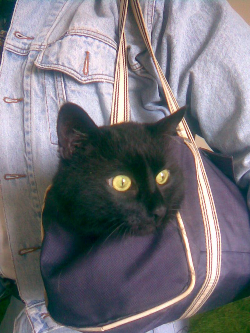Черный кот в сумке
