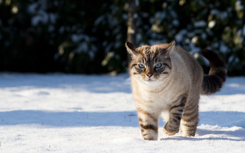 Дикий кот гуляет по снегу