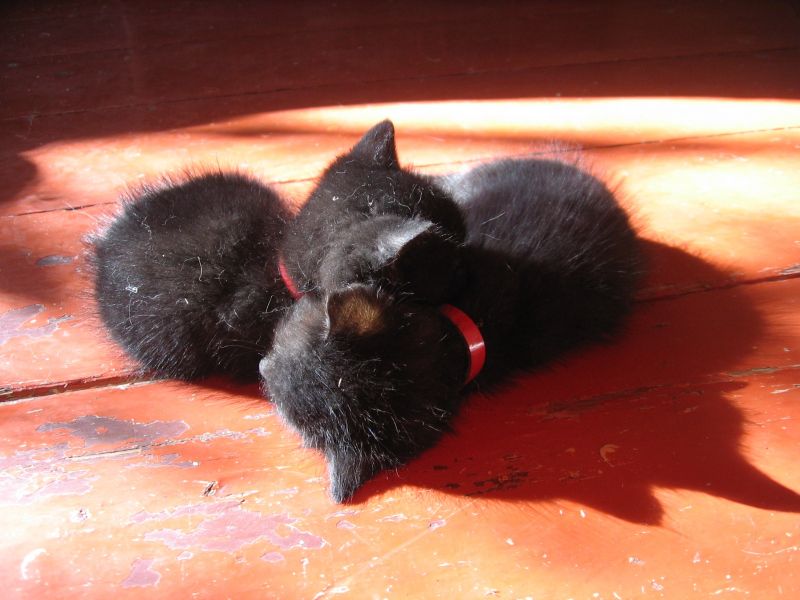 Два чёрных котёнка спят друг на друге