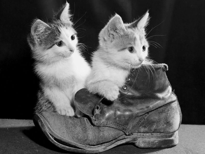 Два котёнка с ботинком