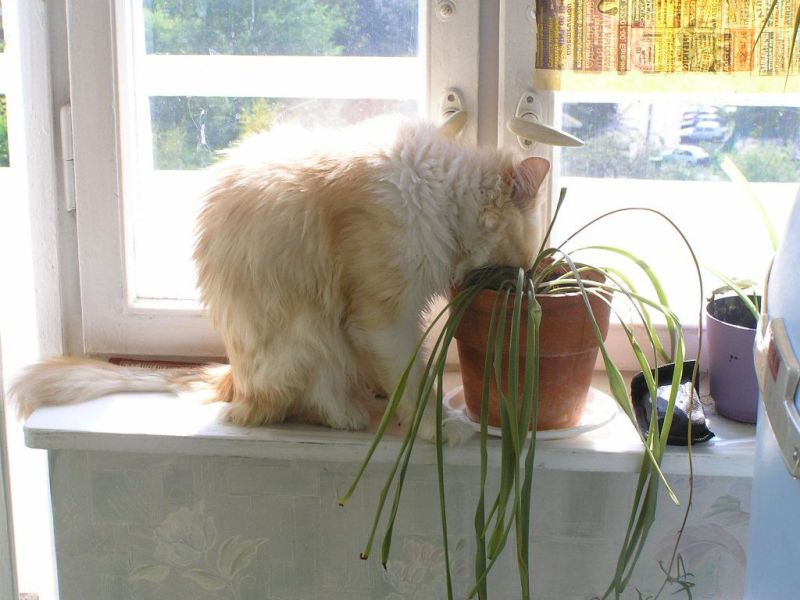 Кот ест растение из горшка на подоконнике