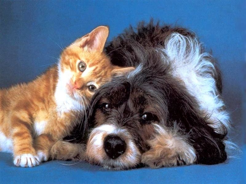 Кот и пёс - друзья