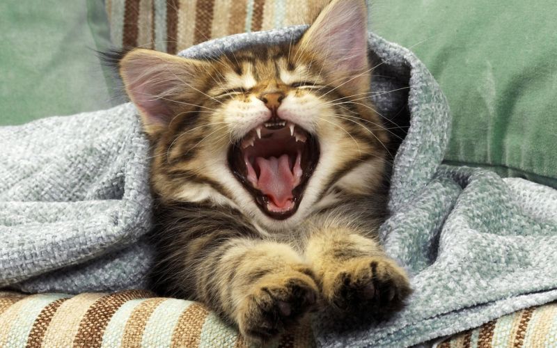 Кот потягивается и зевает под одеялом