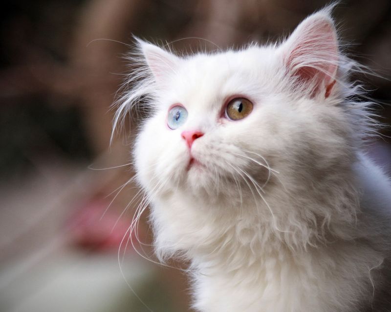 Кот с глазами разного цвета