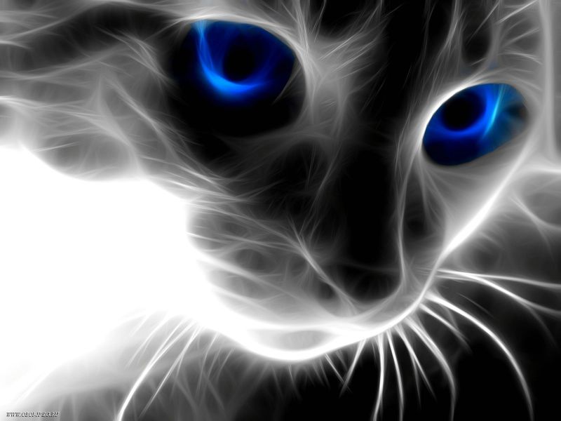 Кот с голубыми глазами в графике