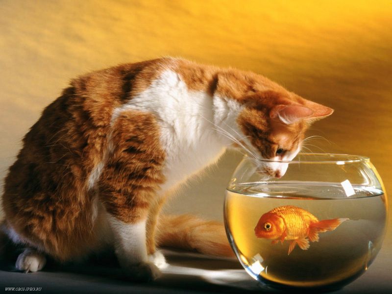 Рыжий кот заглядывает в аквариум