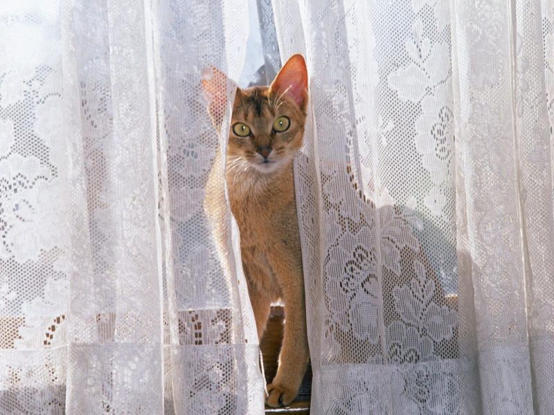 Кот выглядывает из-за шторы
