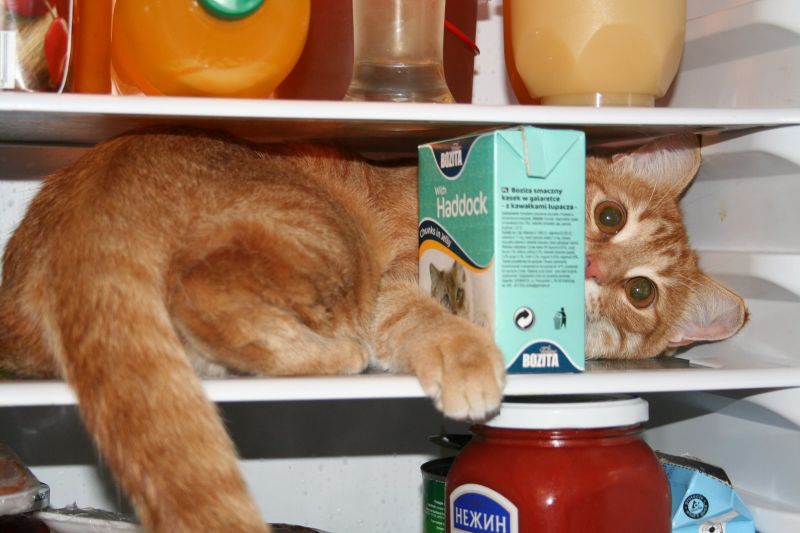 Кота застали в холодильнике за кражей кошачьего корма