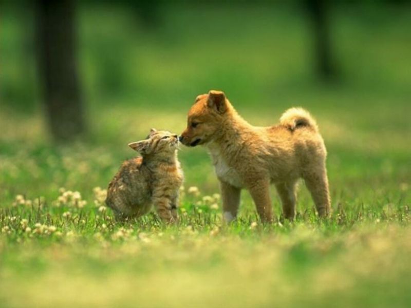 Котёнок и щенок на полянке