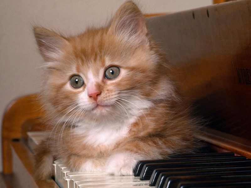 Котёнок на пианино