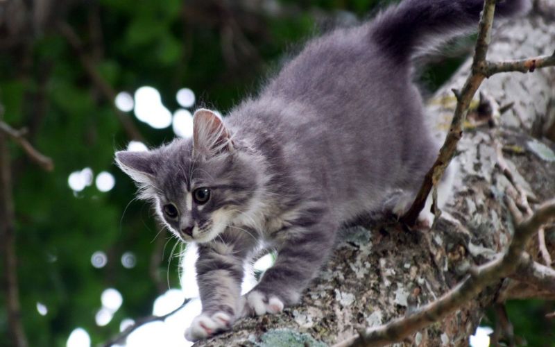 Котёнок осторожно спускается с дерева