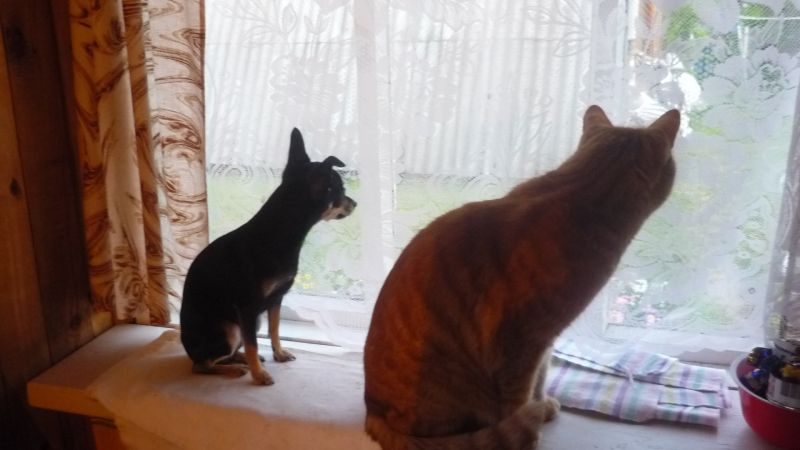 Наблюдатели - кот и щенок смотрят в окно
