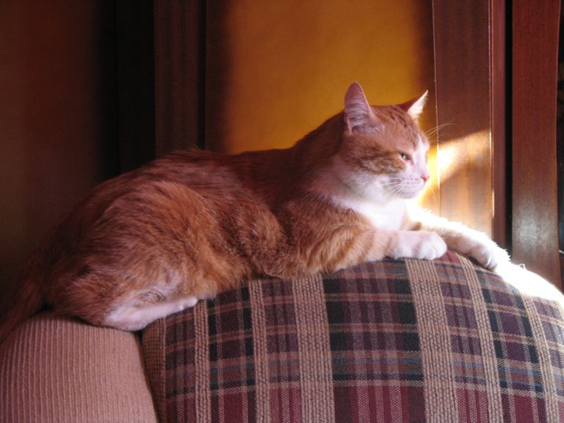 Рыжий кот лежит на спинке кресла