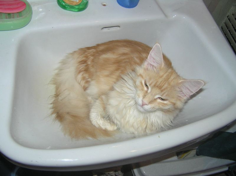 Рыжий кот свернулся клубком в раковине