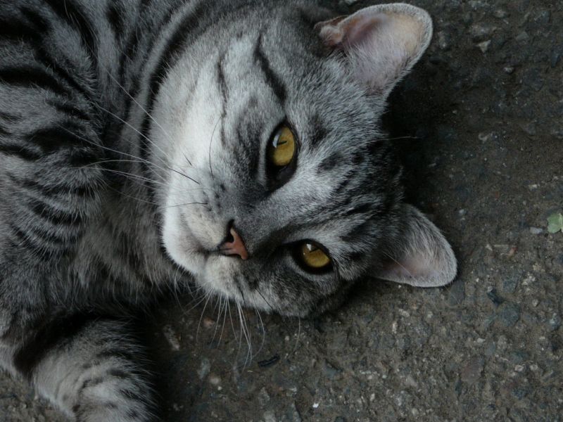 Серый полосатый кот с коричневыми глазами