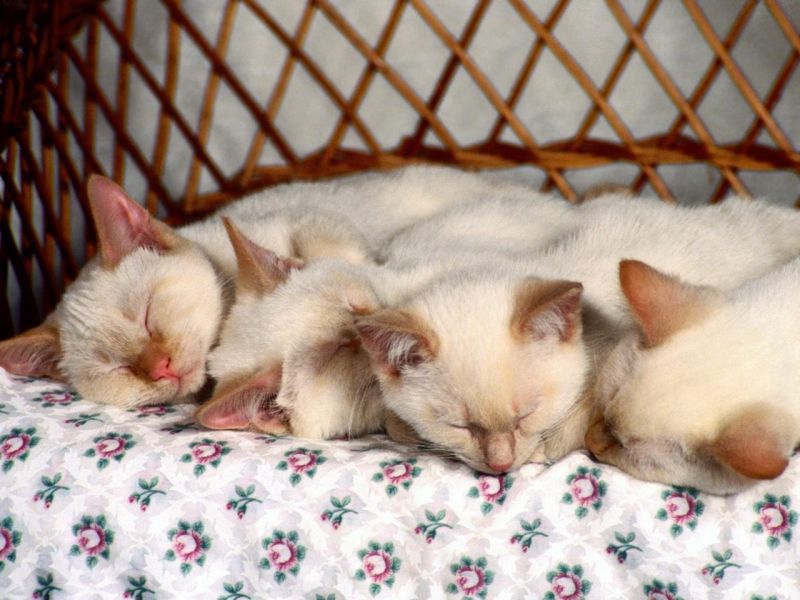 Сиамские котята дружно спят рядком