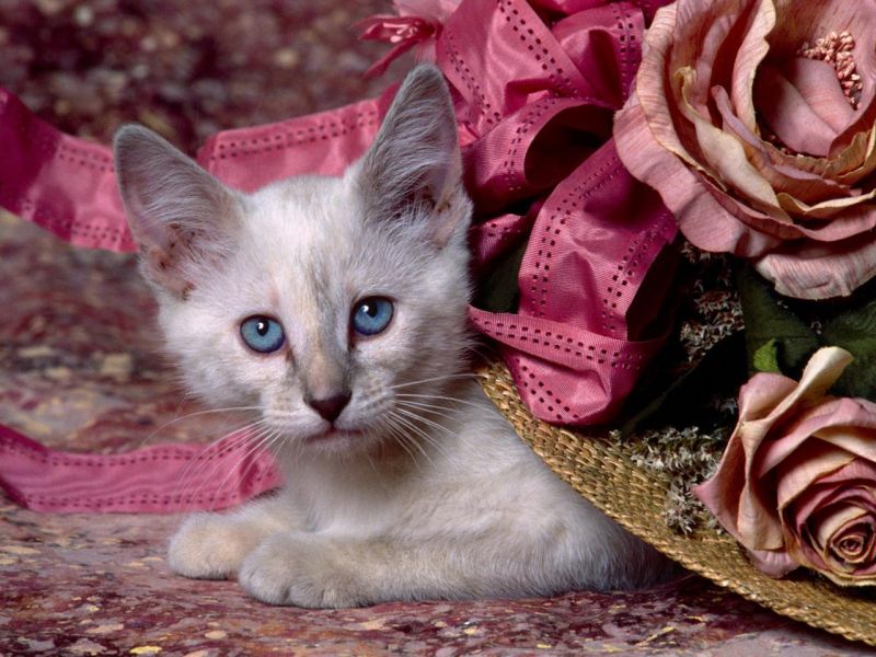 Сиамский котёнок выглядывает из-под шляпы с цветами