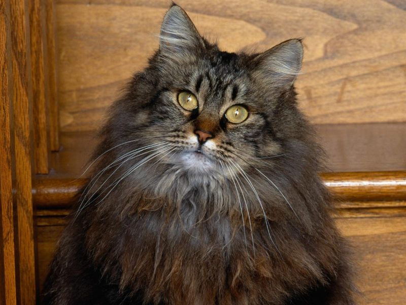 Толстый мохнатый кот на лестнице