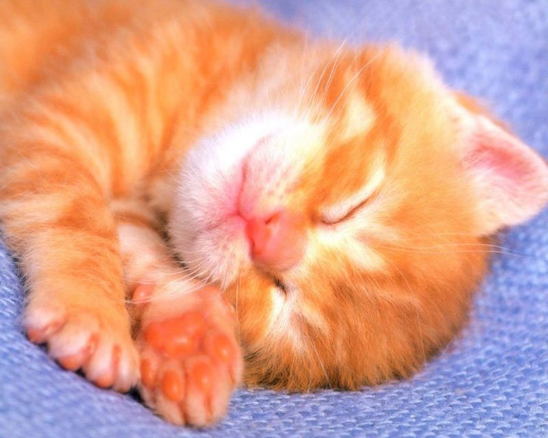 Яркий рыжий котёнок спит